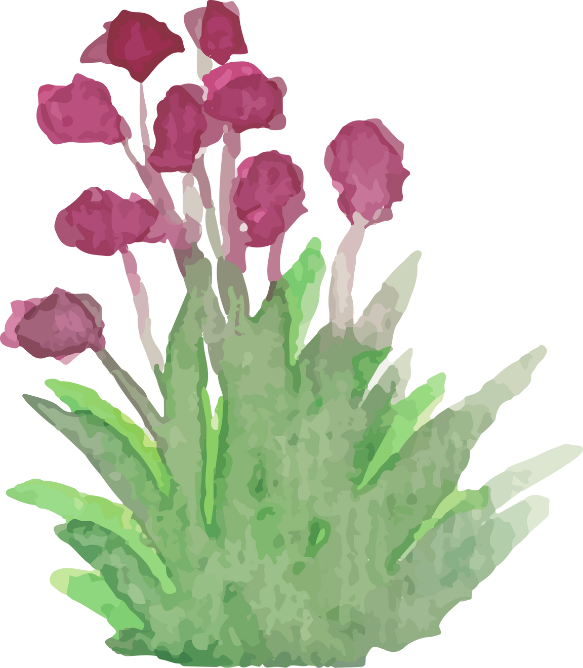 Flowering Plant illustration